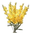Gladiolus